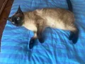 Safkan Siyam blue point kedimi sahiplendireceğim