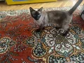 Safkan Siyam blue point kedimi sahiplendireceğim