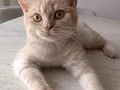 Yaman
