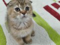 2 Aylık Golden Scottish Fold Erkek Yavru | Safkan Anne Baba