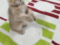 2 Aylık Golden Scottish Fold Erkek Yavru | Safkan Anne Baba