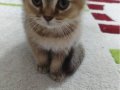 2 Aylık Golden Scottish Fold Erkek Yavru | Safkan Anne Baba