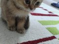 2 Aylık Golden Scottish Fold Erkek Yavru | Safkan Anne Baba