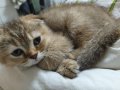 2 Aylık Golden Scottish Fold Erkek Yavru | Safkan Anne Baba