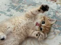 2 aylık British Shorthair 