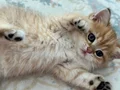 2 aylık British Shorthair 