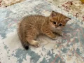 2 aylık British Shorthair 