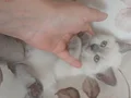 Ezber Bozan ( Oyuncu Ve çok sağlıklı kedilerdir)