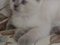 Ezber Bozan ( Oyuncu Ve çok sağlıklı kedilerdir)