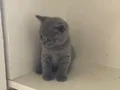Görüşülür