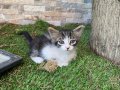 2 AYLIK YAVRU CANA YAKIN TEKİR