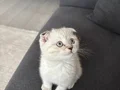 3 aylık Scottish Fold Tuvalet eğitimi vardır