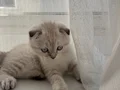 3 aylık Scottish Fold Tuvalet eğitimi vardır