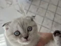 3 aylık Scottish Fold Tuvalet eğitimi vardır