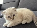 3 aylık Scottish Fold Tuvalet eğitimi vardır