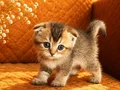 Satılık Scottish Fold yavruları 1 , aydan büyük 