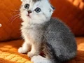 Satılık Scottish Fold yavruları 1 , aydan büyük 