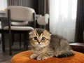 Satılık Scottish Fold yavruları 1 , aydan büyük 