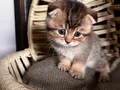 Satılık Scottish Fold yavruları 1 , aydan büyük 