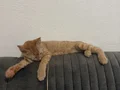 Yumuğa kalıcı yuva arıyoruz