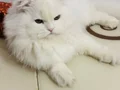 Sahiplendirme güzel bakabilecek yeni bir yuva arıyoruz 