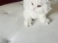 Sahiplendirme güzel bakabilecek yeni bir yuva arıyoruz 