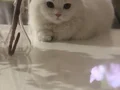 Sahiplendirme güzel bakabilecek yeni bir yuva arıyoruz 