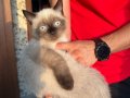 ACİL SAHİPLENDİRİLCEK CİNS KEDİLER