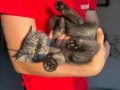 ACİL SAHİPLENDİRİLCEK CİNS KEDİLER