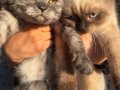 ACİL SAHİPLENDİRİLCEK CİNS KEDİLER