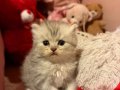 ACİL SAHİPLENDİRİLCEK CİNS KEDİLER