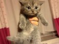 ACİL SAHİPLENDİRİLCEK CİNS KEDİLER