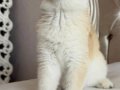 BRİTİSH GOLDEN
