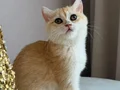 BRİTİSH GOLDEN