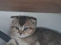 2 Aylik Paticik