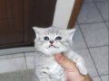 Nadir silver tabby scotish fold dişi yavru c kıvrım kulak