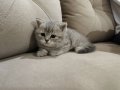 Nadir silver tabby scotish fold dişi yavru c kıvrım kulak