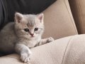 Nadir silver tabby scotish fold dişi yavru c kıvrım kulak