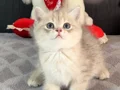 Tatlış tombik bir prens. Tam bir peluş oyuncak gibi bebek