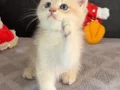 Tatlış tombik bir prens. Tam bir peluş oyuncak gibi bebek
