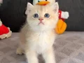 Tatlış tombik bir prens. Tam bir peluş oyuncak gibi bebek