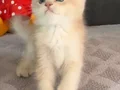 Tatlış tombik bir prens. Tam bir peluş oyuncak gibi bebek