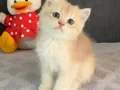 Tatlış tombik bir prens. Tam bir peluş oyuncak gibi bebek