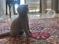 Sevimli yavrularımız yeni yuvalarına hazır