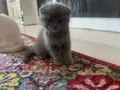 Sevimli yavrularımız yeni yuvalarına hazır