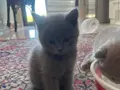 Sevimli yavrularımız yeni yuvalarına hazır