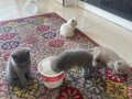Sevimli yavrularımız yeni yuvalarına hazır