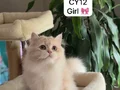 ÇOK ÖZEL DİŞİ YAVRULAR NY12 CY12 AY12