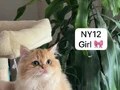 ÇOK ÖZEL DİŞİ YAVRULAR NY12 CY12 AY12