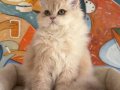EV ORTAMINDA YETİŞMİŞ ÇOK SAĞLIKLI BRİTİSH LONGHAİR KIZLAR